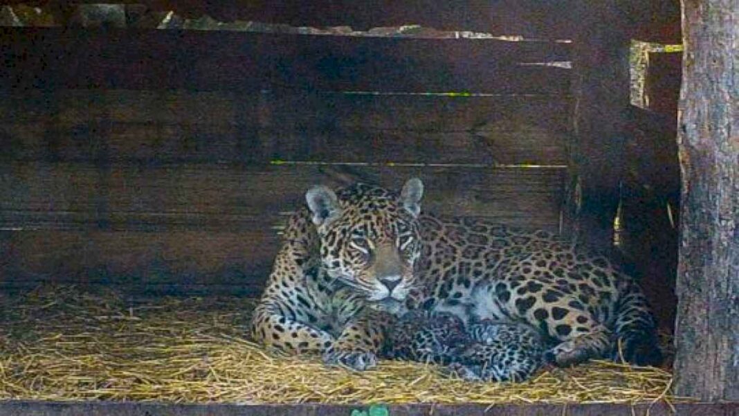 reclaman-la-vuelta-de-la-yaguarete-tania-a-su-habitat-tras-su-polemico-traslado-a-caba