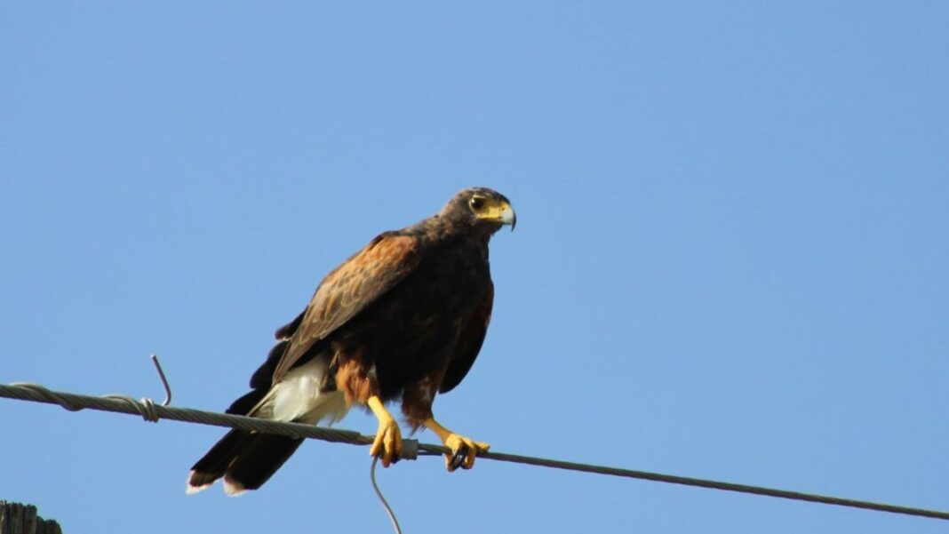 686970-aves-rapaces-en-rosario-por-que-aparecen-cada-vez-con-mas-frecuencia-en-el-centro-de-la-ciudad