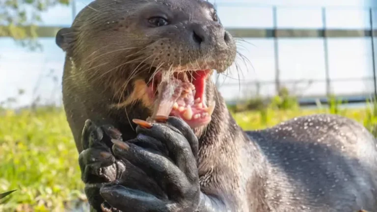 Este depredador mamífero latinoamericano se creía extinto hace más de 40 años y reapareció en su hábitat natural