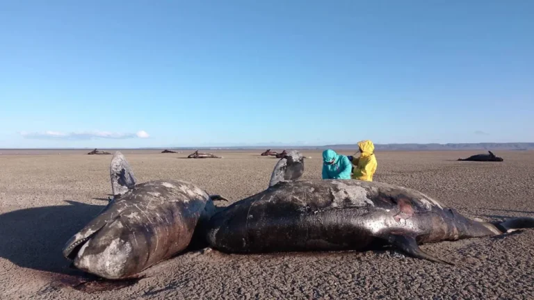 Estudian el varamiento de orcas en el norte de Tierra del Fuego