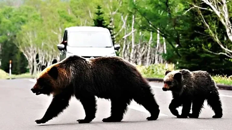 Récord en Japón: siete muertos por ataques de osos en lo que va del año