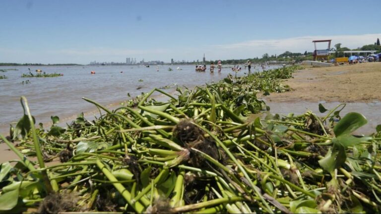 El año arrancó en Rosario con playas tapizadas de camalotes y el calor al límite