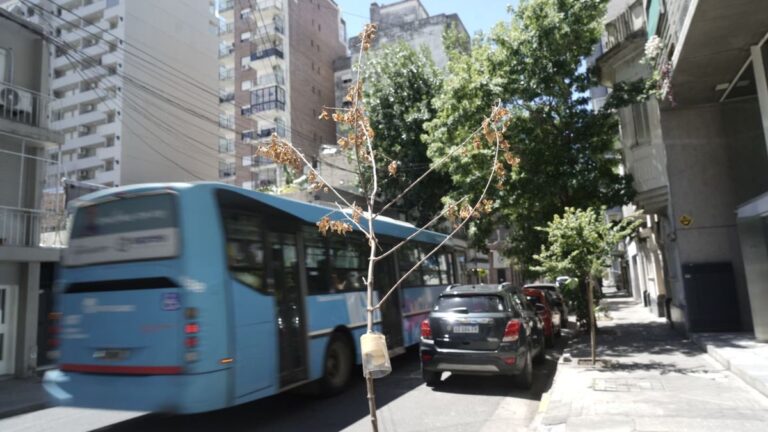 Llaman a regar miles de árboles jóvenes para protegerlos del calor