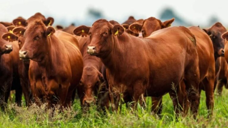 Santa Teresa: pidió ayuda en Instagram para recuperar 190 cabezas de ganado
