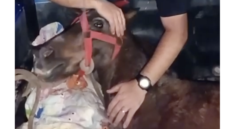 Personal policial asistiendo a una yegua rescatada en un descampado de Rosario