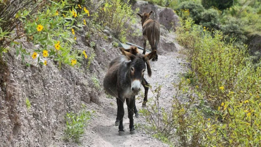 Productor rural Julio Cittadini junto a un corte de carne de burro en una carnicería de Trelew, Chubut.
