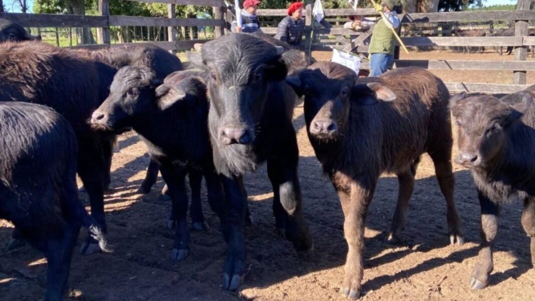 Cortes de carne de búfalo en una góndola de supermercado en Santa Fe