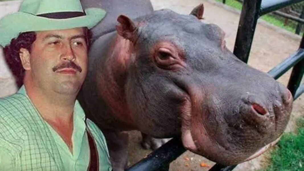 Hipopótamo en el río Magdalena, Colombia, descendiente de los introducidos por Pablo Escobar.