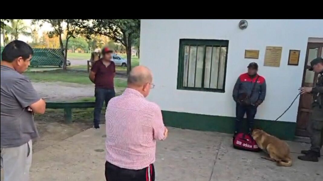 Radiografía que muestra cápsulas de cocaína en el estómago de un detenido en Ceres