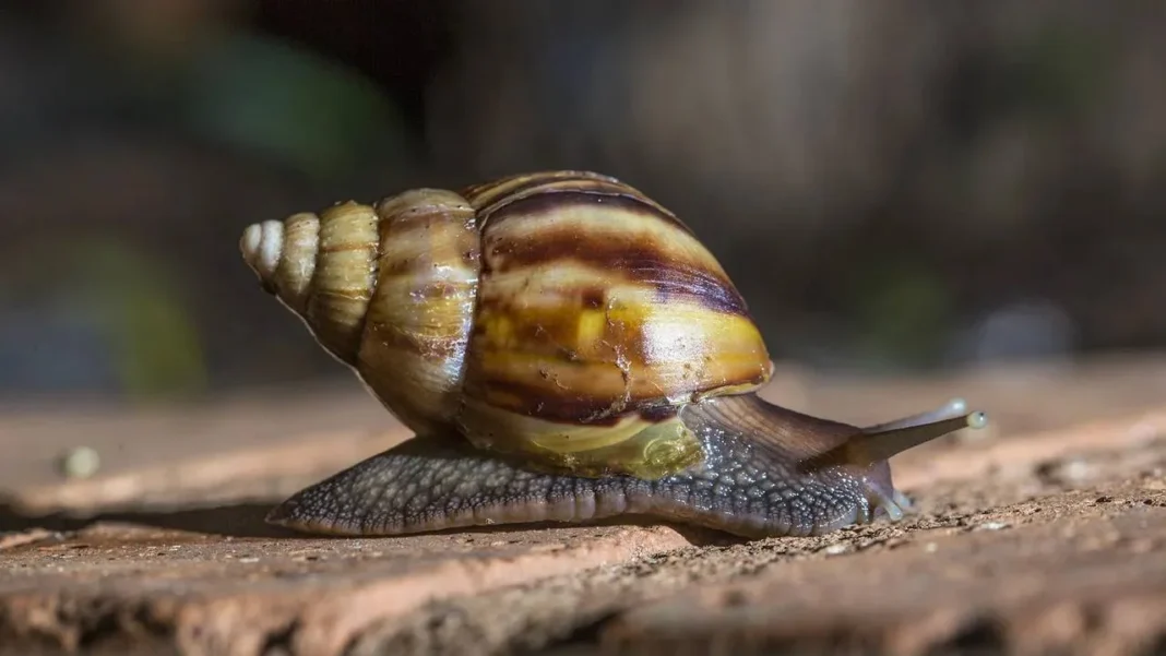 Caracol gigante africano sobre una superficie de tierra