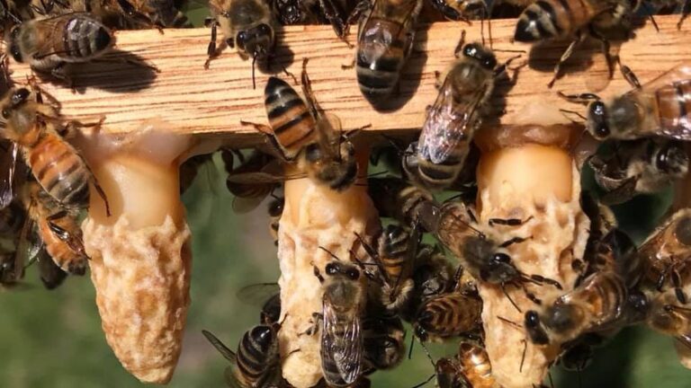 Vivienda en Roldán donde una familia sufre la invasión de una colmena de abejas.