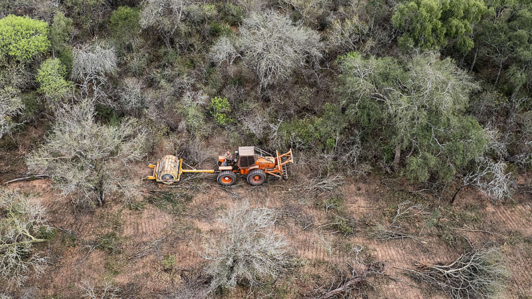 Inundaciones en campos del norte de Santa Fe con animales anegados