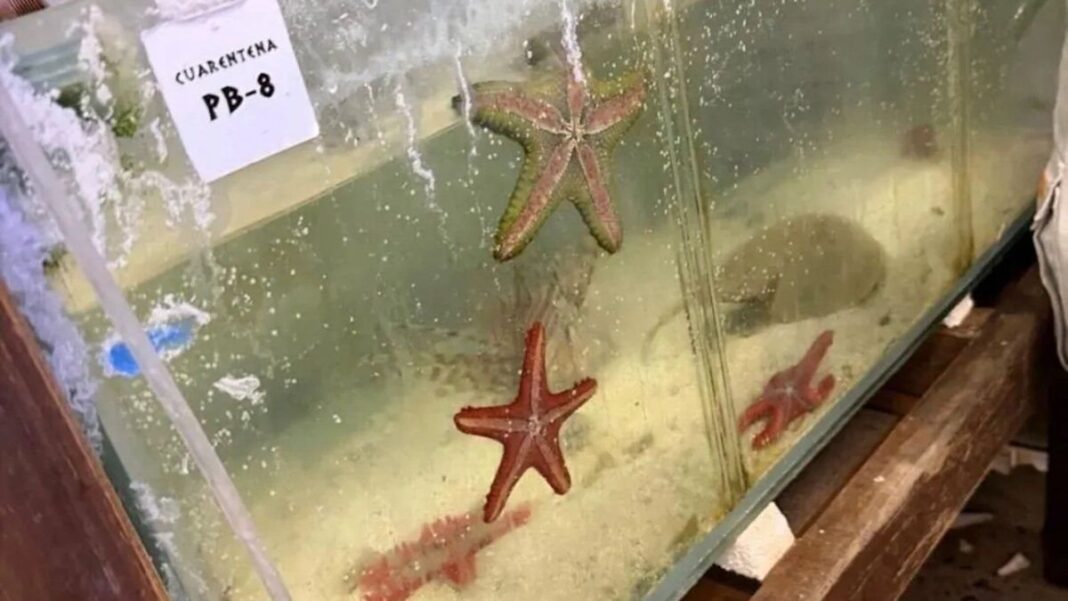 Animales marinos incautados en operativo en el Aeropuerto de Ezeiza