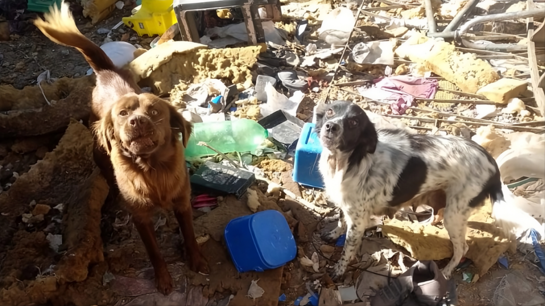 Perros rescatados en zona sudoeste de Rosario tras denuncias vecinales