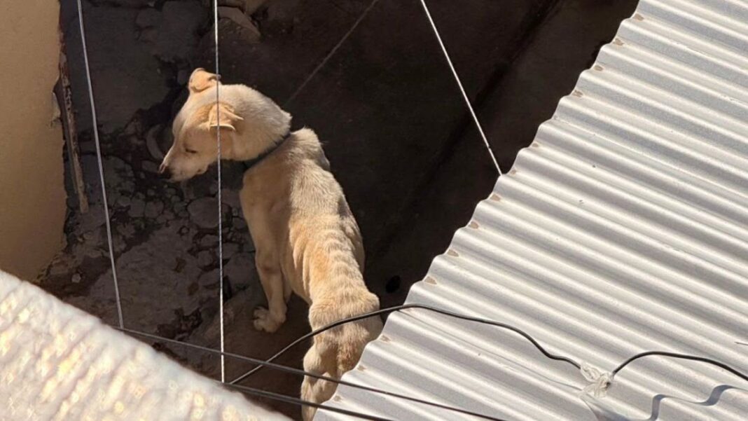 Perro Lobo rescatado por la Municipalidad de Rosario