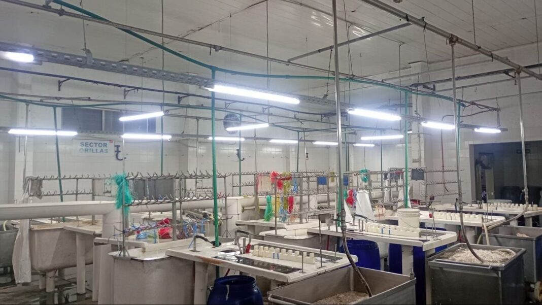 Trabajadores del frigorífico Euro en Villa Gobernador Gálvez durante la reactivación de la producción