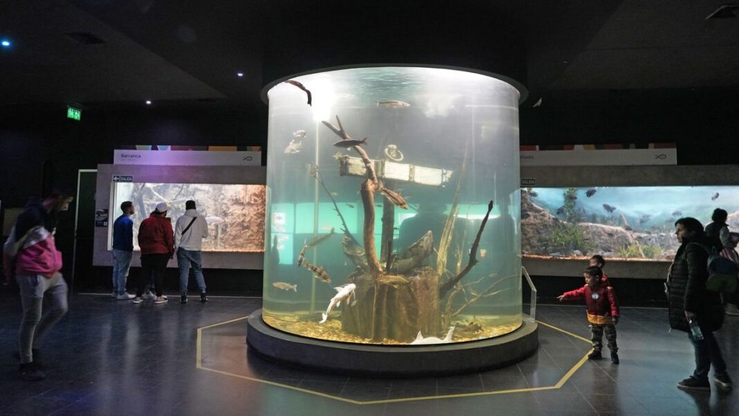 Acuario de Rosario cerrado por reparaciones tras desperfecto en pecera