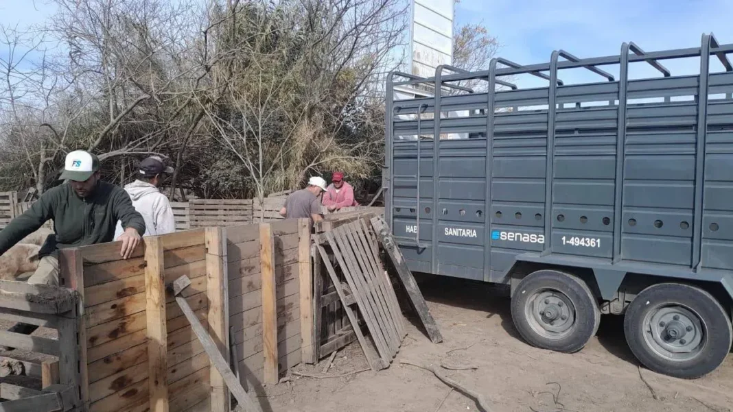 Operativo sanitario en criadero de cerdos en Ibarlucea, Santa Fe