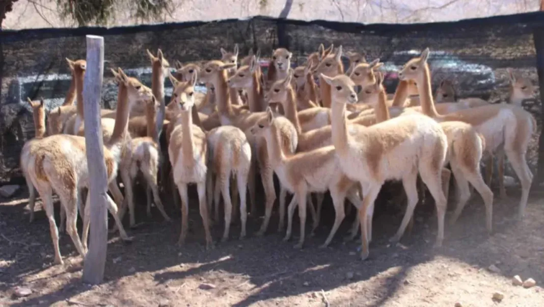 Llama asomando la cabeza por la ventanilla de un auto durante una caravana en Mendoza