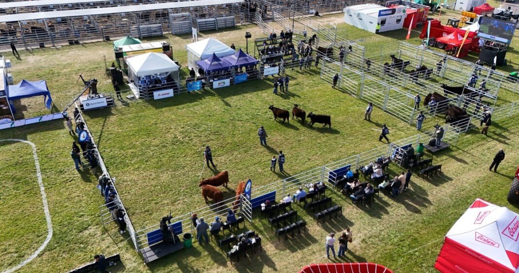 Ejemplares de la raza Angus en la pista de la Semana de Primavera en Cañuelas