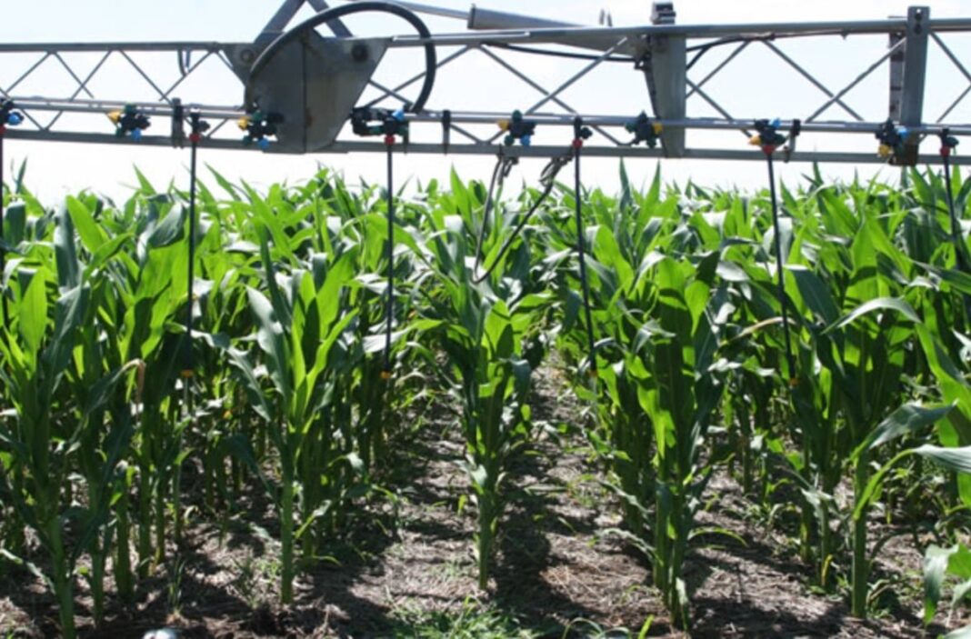Cultivo de maíz en un campo