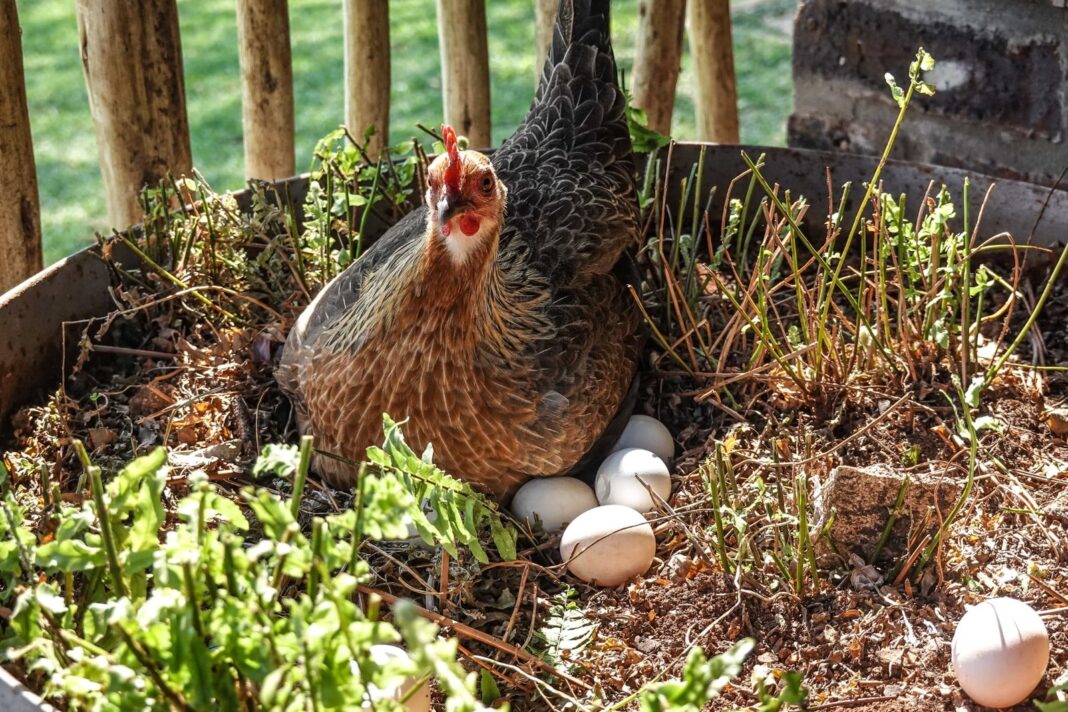 Representación gráfica de un huevo y una gallina con símbolos de inteligencia artificial