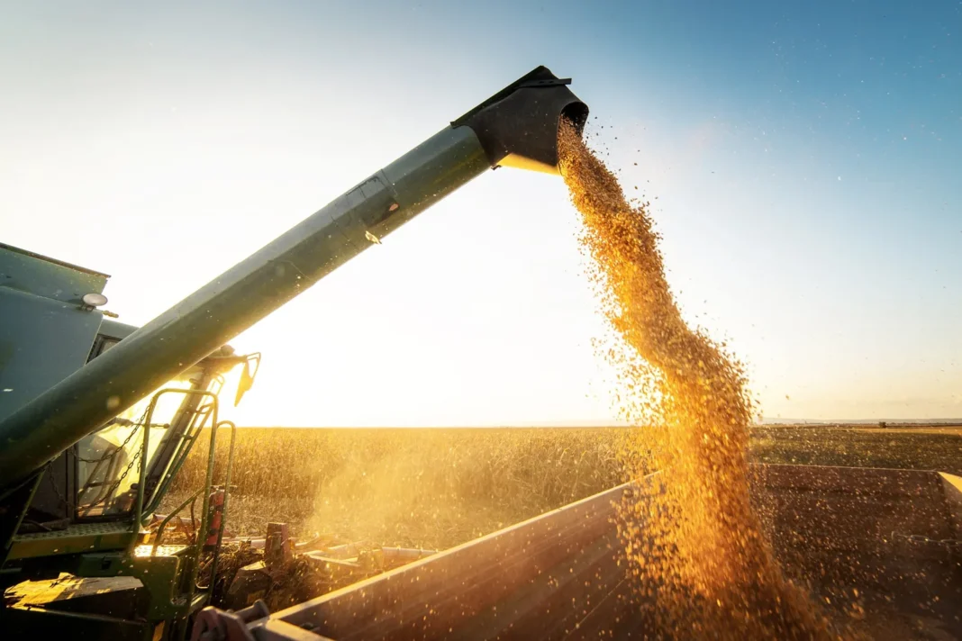 Cultivo de maíz en un campo argentino